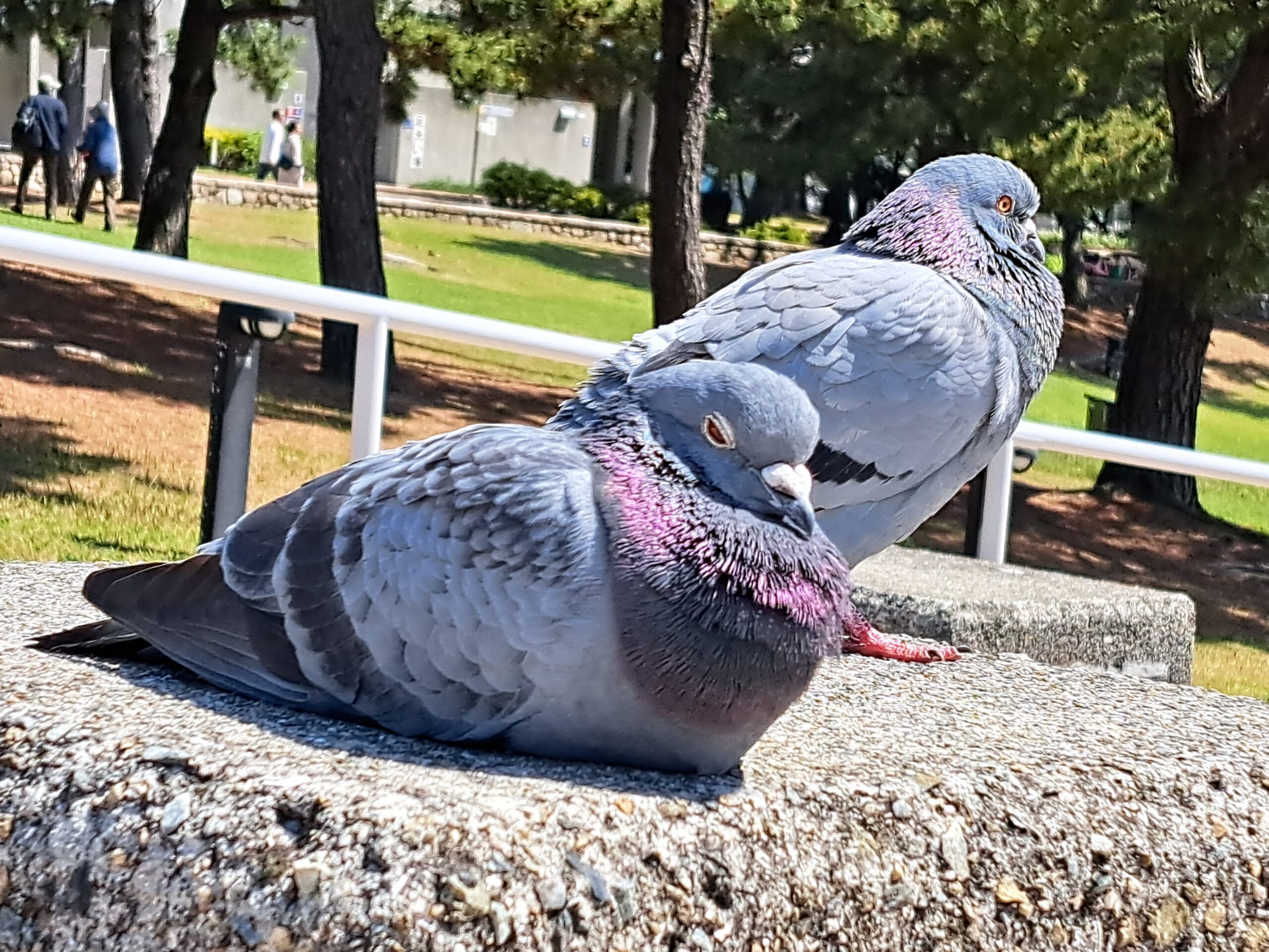 鳥の休憩 | りんくう公園